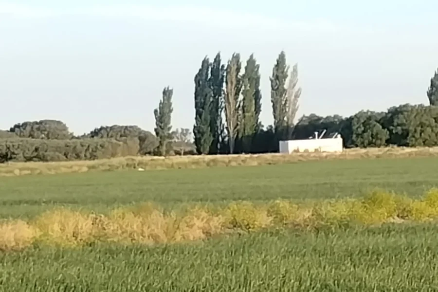 Lotes verdes y arboleda del establecimiento rural de 1.578 hectáreas en Pedro Luro. 
