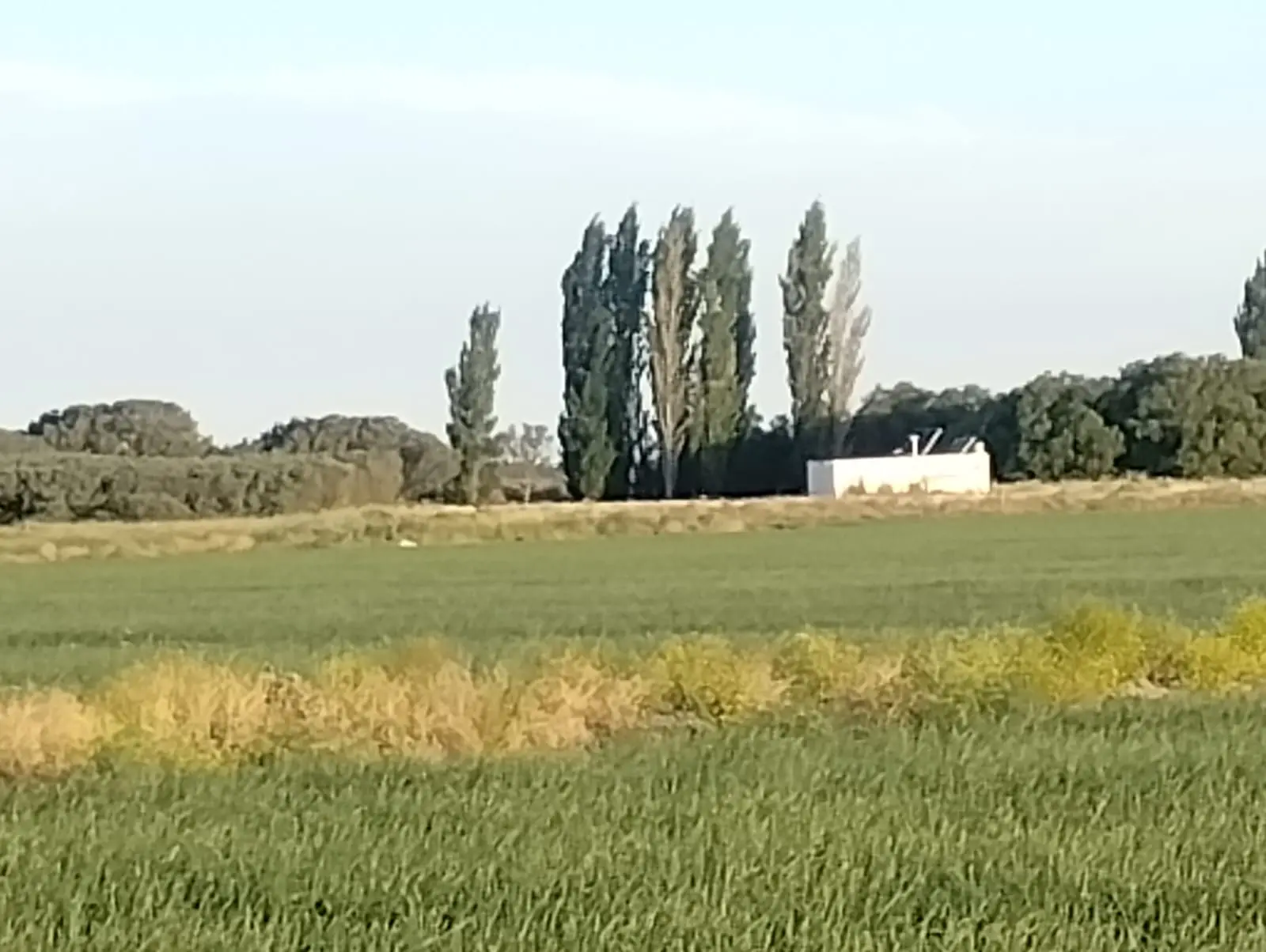 Lotes verdes y arboleda del establecimiento rural de 1.578 hectáreas en Pedro Luro. 