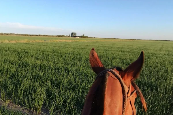 Vista desde el campo de una extensa superficie verde productiva en Pedro Luro, Buenos Aires. 